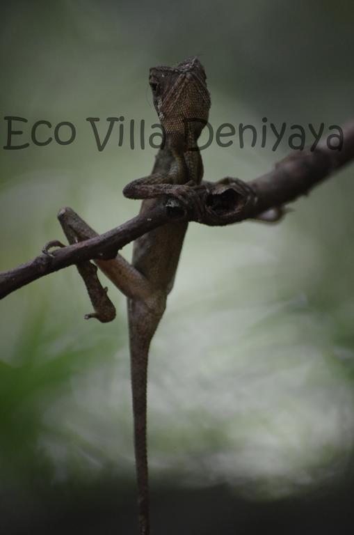 Eco Villa - Sinharaja デニヤヤ エクステリア 写真